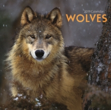 Wolves M 2019