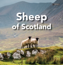 Sheep of Scotland