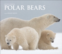 Polar Bears: A Life Under Threat