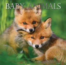 Baby Animals