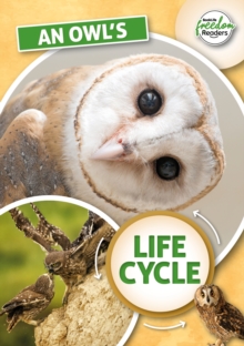 Image for An Owl's Life Cycle