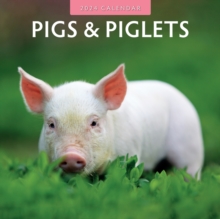 Image for Pigs & Piglets 2024 Square Wall Calendar