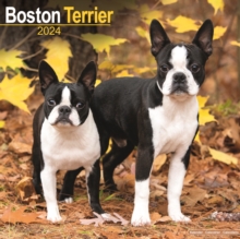 Boston Terrier Calendar 2024  Square Dog Breed Wall Calendar – 16 Month