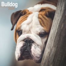 Bulldog Calendar 2024  Square Dog Breed Wall Calendar – 16 Month