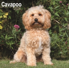 Image for Cavapoo Square Wall Calendar 2024