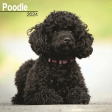 Poodle Calendar 2024  Square Dog Breed Wall Calendar – 16 Month