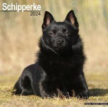 Image for Schipperke Calendar 2024  Square Dog Breed Wall Calendar - 16 Month