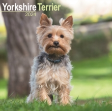 Yorkshire Terrier Calendar 2024  Square Dog Breed Wall Calendar – 16 Month