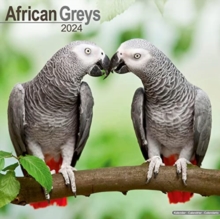 African Greys Calendar 2024  Square Bird Wall Calendar – 16 Month