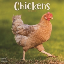 Chickens Calendar 2024  Square Farm Animals & Birds Wall Calendar – 16 Month