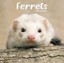 Ferrets Calendar 2024  Square Animal Wall Calendar – 16 Month