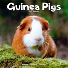 Image for Guinea Pigs Calendar 2024  Square Animal Wall Calendar - 16 Month