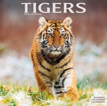 Tigers Calendar 2024  Square Wildlife Safari Big Cats Wall Calendar – 16 Month