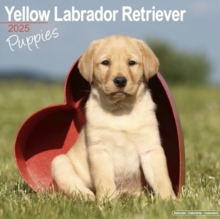 Image for Yellow Labrador Puppies Calendar 2025 Square Dog Puppy Breed Wall Calendar - 16 Month