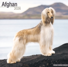 Image for Afghan Calendar 2026  Square Dog Breed Wall Calendar - 16 Month