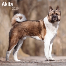 Image for Akita Calendar 2026  Square Dog Breed Wall Calendar - 16 Month