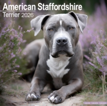 Image for American Staffordshire Terrier Calendar 2026  Square Dog Breed Wall Calendar - 16 Month