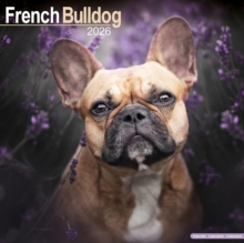 Image for French Bulldog Calendar 2026  Square Dog Breed Wall Calendar - 16 Month