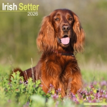 Image for Irish Setter Calendar 2026  Square Dog Breed Wall Calendar - 16 Month