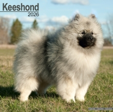 Image for Keeshond Calendar 2026  Square Dog Breed Wall Calendar - 16 Month