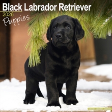 Image for Black Labrador Puppies Calendar 2026  Square Dog Puppy Breed Wall Calendar - 16 Month