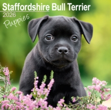 Image for Staffordshire Bull Terrier Puppies Calendar 2026  Square Dog Puppy Breed Wall Calendar - 16 Month