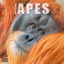 Image for Apes Calendar 2026  Square Animal Wall Calendar - 16 Month
