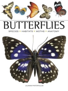 Image for Butterflies  : beautiful flying insects