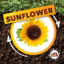 Life Cycle of a Sunflower - Holmes, Kirsty