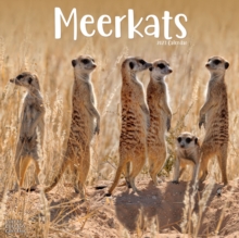 Image for Meerkats 2023 Wall Calendar