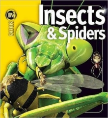 Image for Insects & spiders