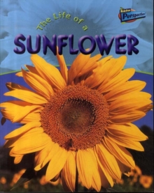 Image for The life of a sunflower