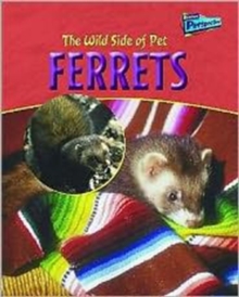 Image for The wild side of pet ferrets