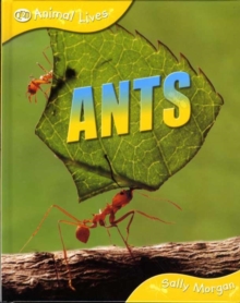 Image for Ants