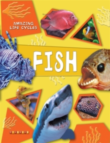 Image for Amazing Life Cycles: Fish
