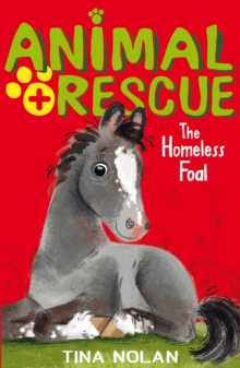 Homeless Foal