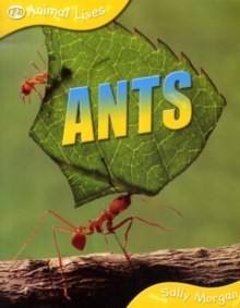 Image for Ants