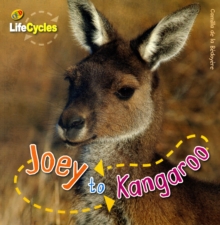 Image for Joey to kangaroo