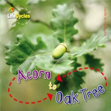 Image for Acorn to oak tree