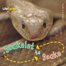 Image for Life Cycles: Snakelet to Snake