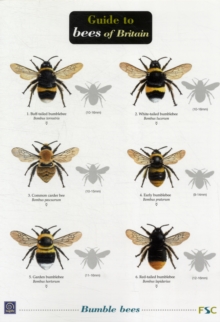 Image for Bees of Britain
