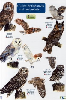 Image for Guide to British Owls and Owl Pellets