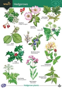 Image for Guide to Hedgerows