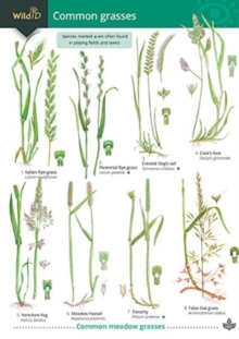 Guide to Common Grasses