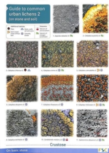 Guide to Common Urban Lichens