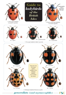 Guide to Ladybirds of the British Isles