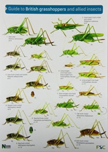 Image for Guide to British grasshoppers and allied insects