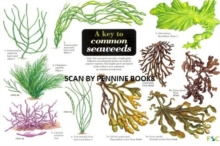 Image for A Key to Common Seaweeds