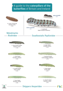 Image for A Guide to Caterpillars of the Butterflies of Britain and Ireland