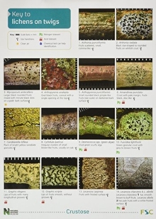 Image for A Key to Lichens on Twigs